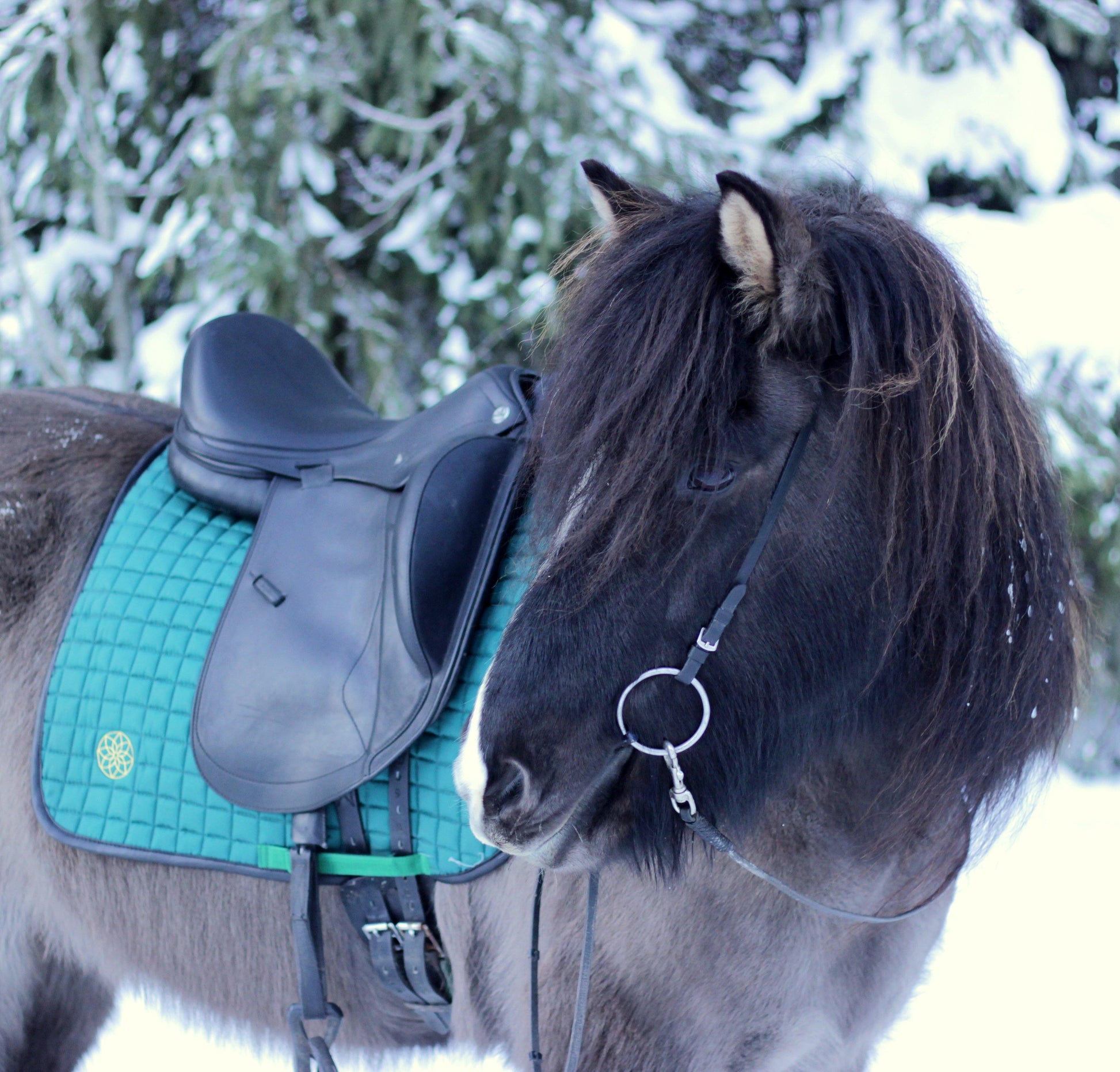 The Bohemian Classic - The Bohemian Horse